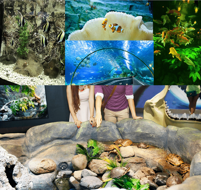 Hướng dẫn đi chơi Vinpearl Land Nha Trang. Thủy cung ở Vinwonders Nha Trang