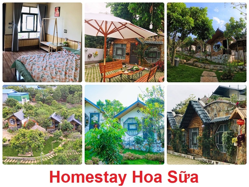 Homestay Mộc Châu view đẹp, Homestay Hoa Sữa