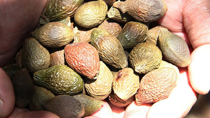 Đặc sản Sài Gòn làm quà. Mua đặc sản Sài Gòn làm quà