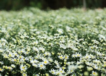 Địa điểm chụp ảnh cúc họa mi ở Hà Nội. Địa điểm chụp ảnh cúc họa mi ở Hà Nội nổi tiếng