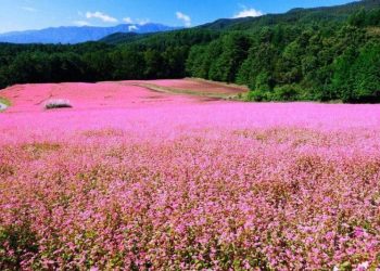 Địa điểm ngắm hoa tam giác mạch ở Hà Giang. Những địa điểm ngắm hoa tam giác mạch nổi tiếng ở Hà Giang