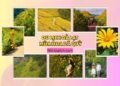 Du lịch Đà Lạt mùa hoa dã quỳ. Có nên đi du lịch Đà Lạt mùa hoa dã quỳ không