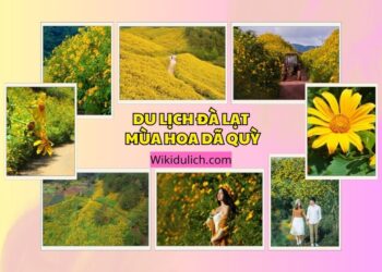 Du lịch Đà Lạt mùa hoa dã quỳ. Có nên đi du lịch Đà Lạt mùa hoa dã quỳ không