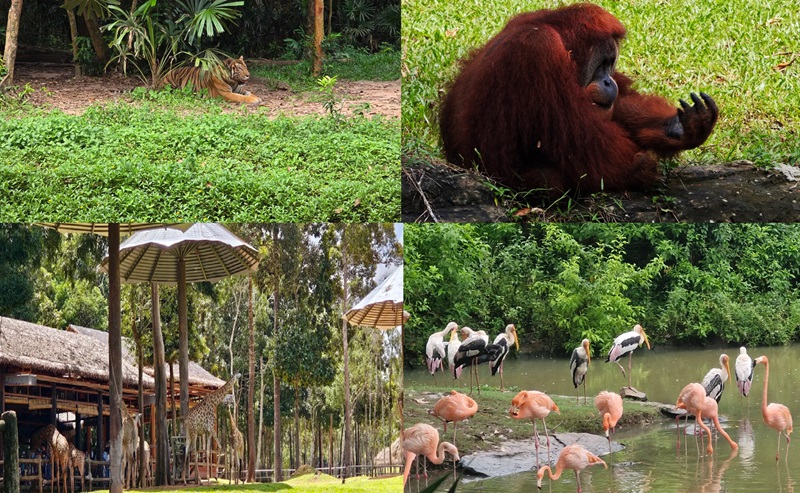 Kinh nghiệm đi Vinpearl Safari Phú Quốc. Kinh nghiệm đi Vinpearl Safari Phú Quốc tự túc
