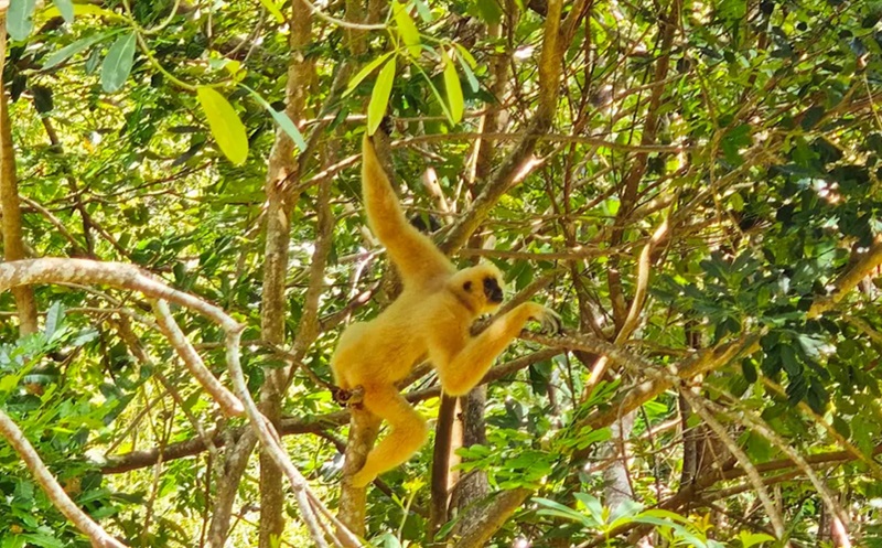 Kinh nghiệm đi Vinpearl Safari Phú Quốc. Có nên đi Vinpearl Safari Phú Quốc Không