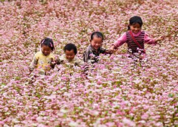 Kinh nghiệm du lịch Mèo Vạc Hà Giang