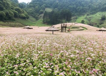 Kinh nghiệm du lịch Mộc Châu mùa hoa tam giác mạch. Thời điểm du lịch mùa hoa tam giác mạch ở Mộc Châu