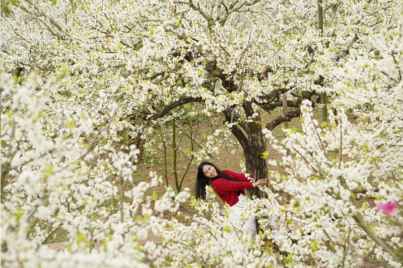 Kinh nghiệm du lịch Mộc Châu mùa hoa mận. du lịch Mộc Châu mùa hoa mận đẹp