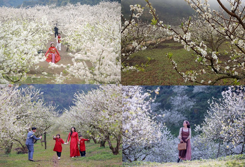 Kinh nghiệm du lịch Mộc Châu mùa hoa mận. Du lịch Mộc Châu mùa hoa mận