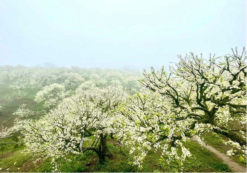 Kinh nghiệm du lịch Mộc Châu mùa hoa mận. Du lịch Mộc Châu mùa hoa mận