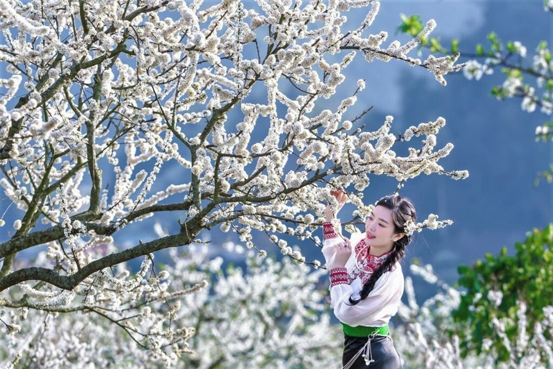 Kinh nghiệm du lịch Mộc Châu mùa hoa mận. Du lịch Mộc Châu mùa hoa mận