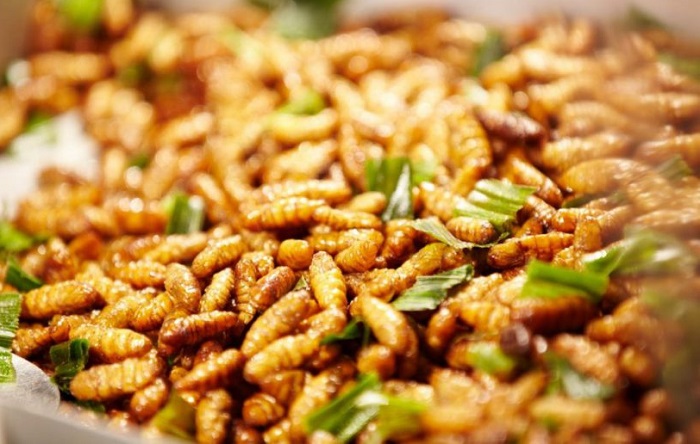 Món ăn đặc sản Phú Thọ. Tằm cọ Phú Thọ