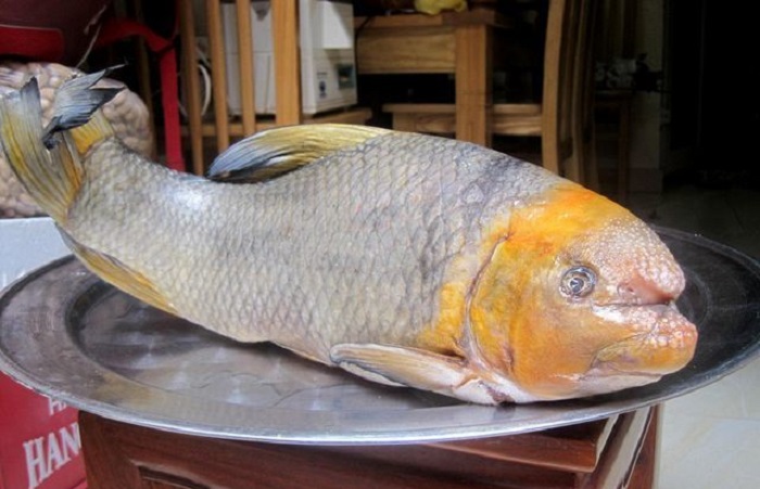 Món ăn đặc sản Phú Thọ. Cá Anh Vũ