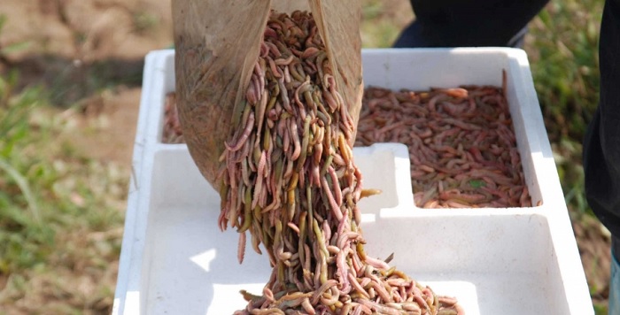 Món đặc sản ở Thái Bình. Thái Bình có đặc sản gì nổi tiếng?