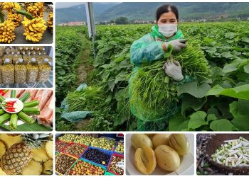 Đặc sản ở Tam Đảo làm quà. Mua quà gì khi du lịch Tam Đảo