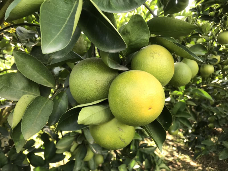 Đặc sản Vĩnh Long làm quà. Mua gì ở Vĩnh Long làm quà