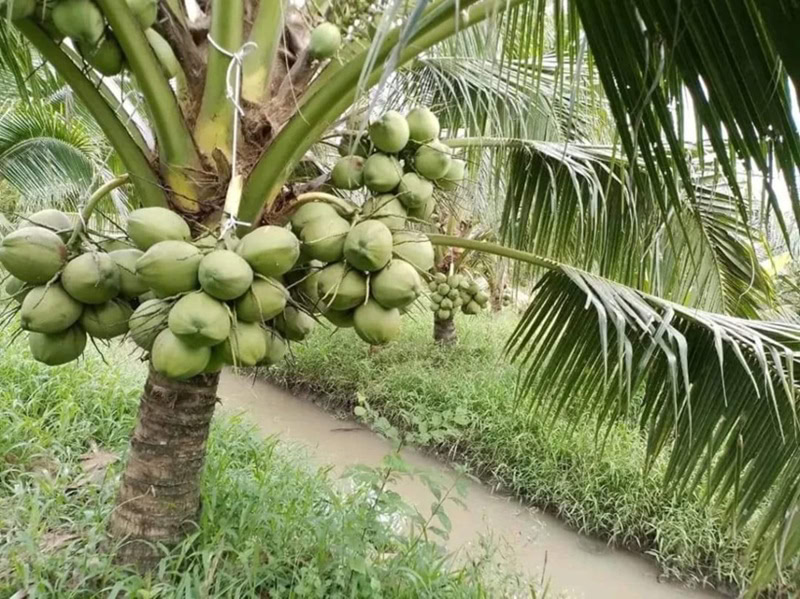 Đặc sản Vĩnh Long làm quà. Mua quà gì ngon ở Vĩnh Long