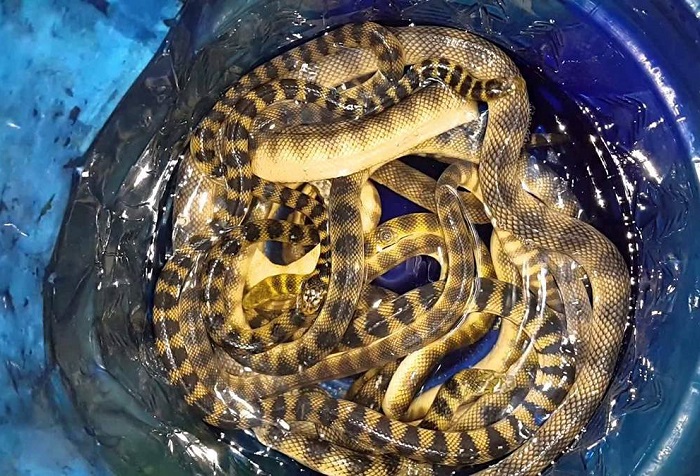 Món ăn đặc sản Quảng Bình. Đẻn biển, rắn biển