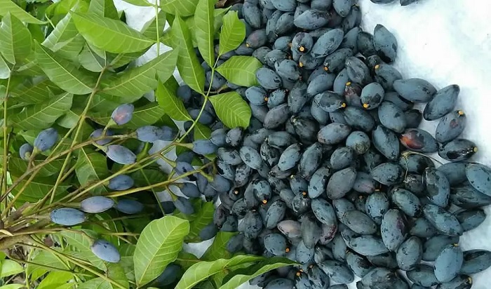 Đặc sản Cao Bằng làm quà. Mua đặc sản Cao Bằng làm quà