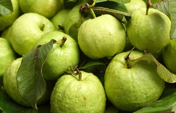 Trái cây đặc sản Hải Dương. Ổi Liên Mạc