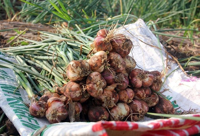 Đặc sản Hải Dương làm quà. Hành, tỏi Kinh Môn