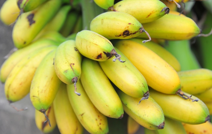 Đặc sản Hải Dương làm quà. Chuối mật Hải Dương