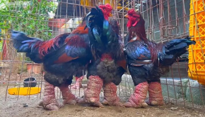 Món ăn đặc sản ở Hưng Yên. Ở Hưng Yên ăn gì ngon