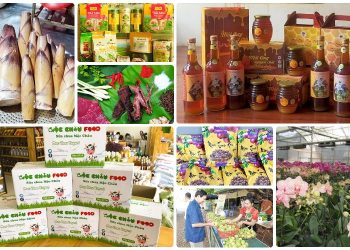 Đặc sản Mộc Châu làm quà. Du lịch Mộc Châu mua gì làm quà