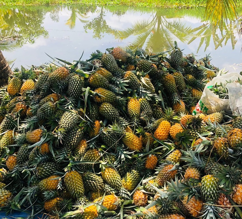 Địa điểm du lịch Tiền Giang. Ở Tiền Giang nên đi đâu chơi