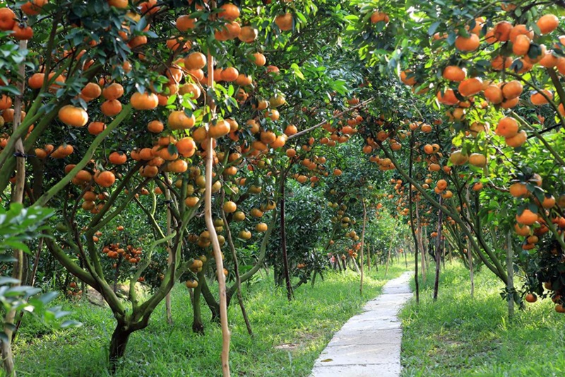 Ở Tiền Giang nên đi đâu chơi. Địa điểm du lịch Tiền Giang