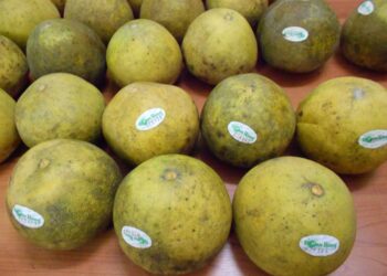 Đặc sản Phú Thọ làm quà. ở Phú Thọ mua gì làm quà