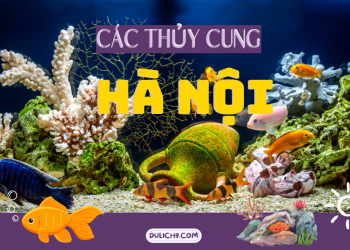 Review các thủy cung ở Hà Nội