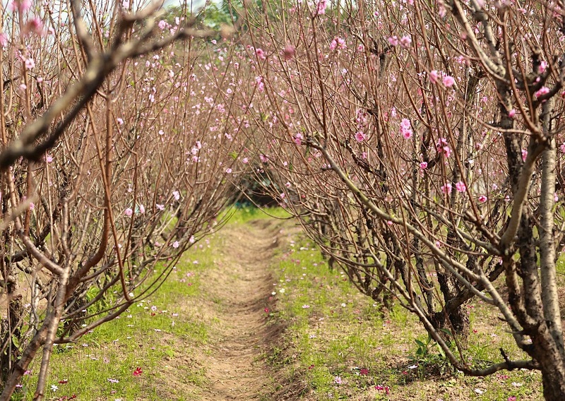 Review vườn hoa bãi đá sông Hồng có gì, vườn đào