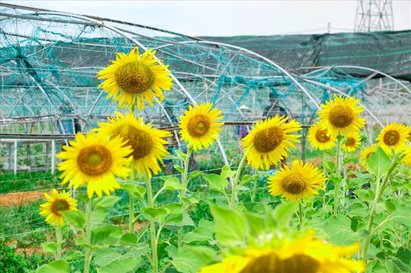Du lịch Sapa tháng 7. tháng 7 có nên đi Sapa không