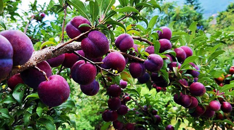 Du lịch Sapa tháng 7. Du lịch Sapa tháng 7 nên đi đâu 