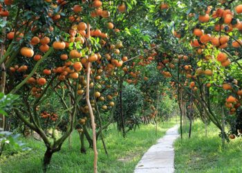 Điểm danh 10 vườn trái cây ở Cần Thơ nổi tiếng cả năm quả xum xuê