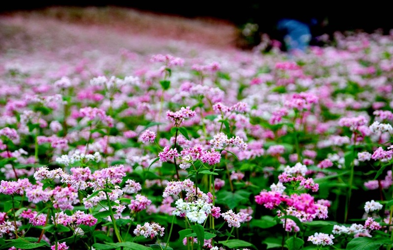 Du lịch Hà Giang mùa hoa tam giác mạch. Địa điểm ngắm hoa tam giác mạch ở Hà Giang