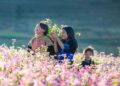 Du lịch Hà Giang mùa hoa tam giác mạch. Mùa hoa tam giác mạch Hà Giang khi nào