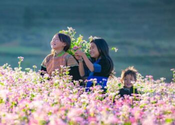 Du lịch Hà Giang mùa hoa tam giác mạch. Mùa hoa tam giác mạch Hà Giang khi nào