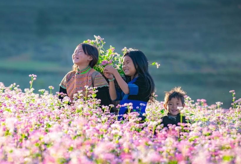 Du lịch Hà Giang mùa hoa tam giác mạch. Mùa hoa tam giác mạch Hà Giang khi nào
