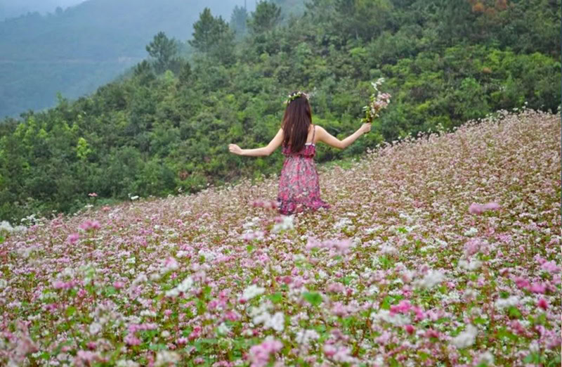 Du lịch Hà Giang mùa hoa tam giác mạch. có nên du lịch Hà Giang mùa hoa tam giác mạch