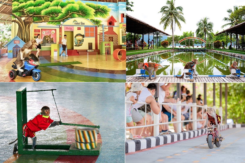 Đảo khỉ Nha Trang có gì, xem xiếc khỉ, đua mô tô khỉ, khỉ thi bơi