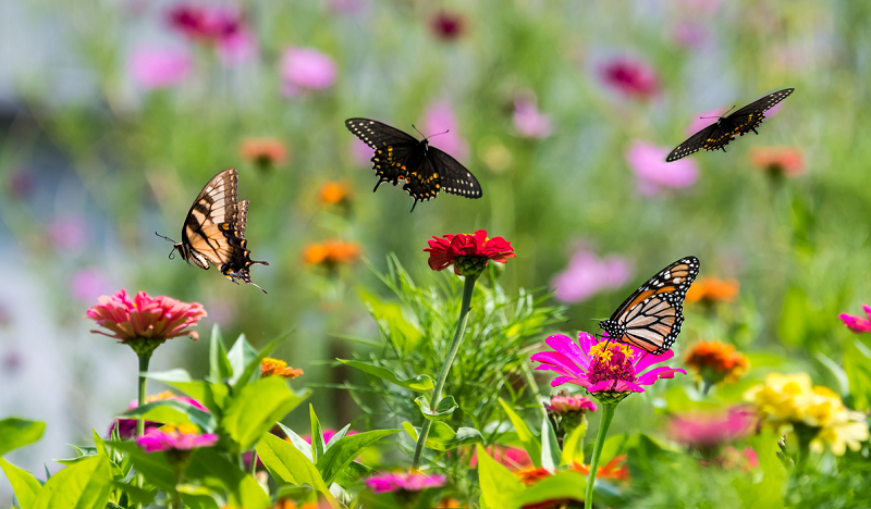 Du lịch đảo Hoa Lan Nha Trang có gì đẹp, chơi gì, tham quan gì? Vườn Bướm