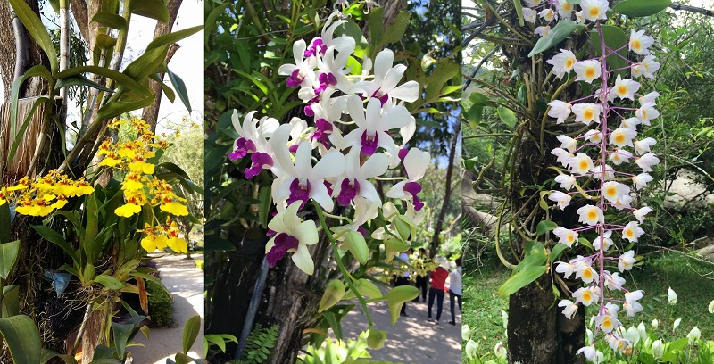 Hướng dẫn, review, kinh nghiệm đi đảo Hoa Lan Nha Trang