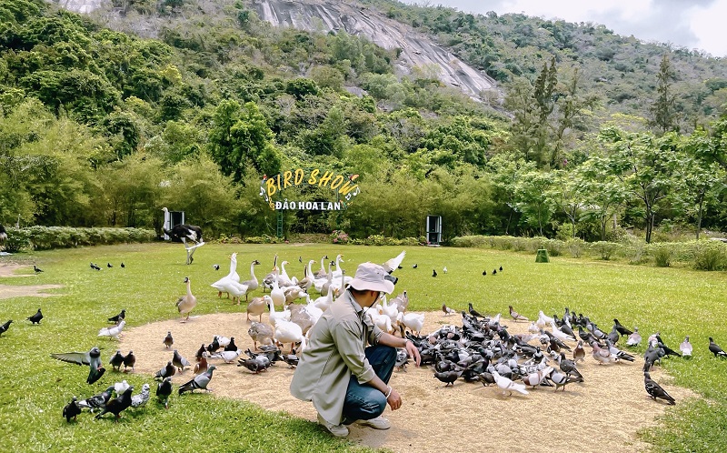 Review du lịch đảo Hoa Lan Nha Trang chi tiết. Biểu diễn chim trên đảo Hoa Lan