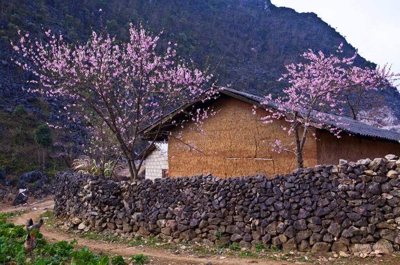 Kinh nghiệm du lịch Phố Cáo. Du lịch Phố Cáo Hà Giang tự túc