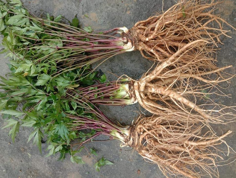 Đặc sản Lai Châu làm quà. Ở Lai Châu mua gì làm quà