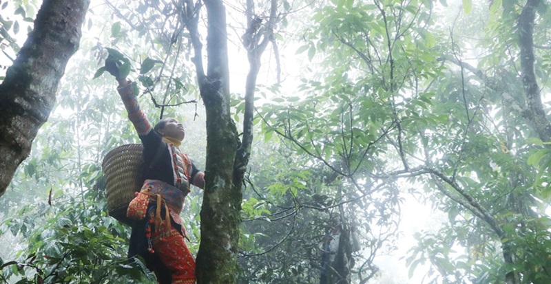 Đặc sản Lai Châu làm quà. Mua quà ngon ở Lai Châu