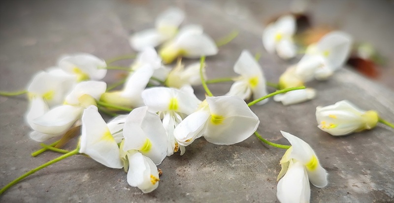 Địa điểm chụp ảnh hoa ở Hà Nội. Địa điểm chụp ảnh nổi tiếng ở Hà Nội