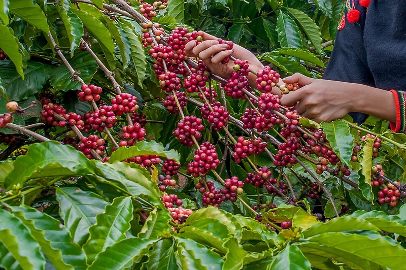 Đặc sản Đắk Nông làm quà. Đặc sản ở Đắk Nông ngon làm quà